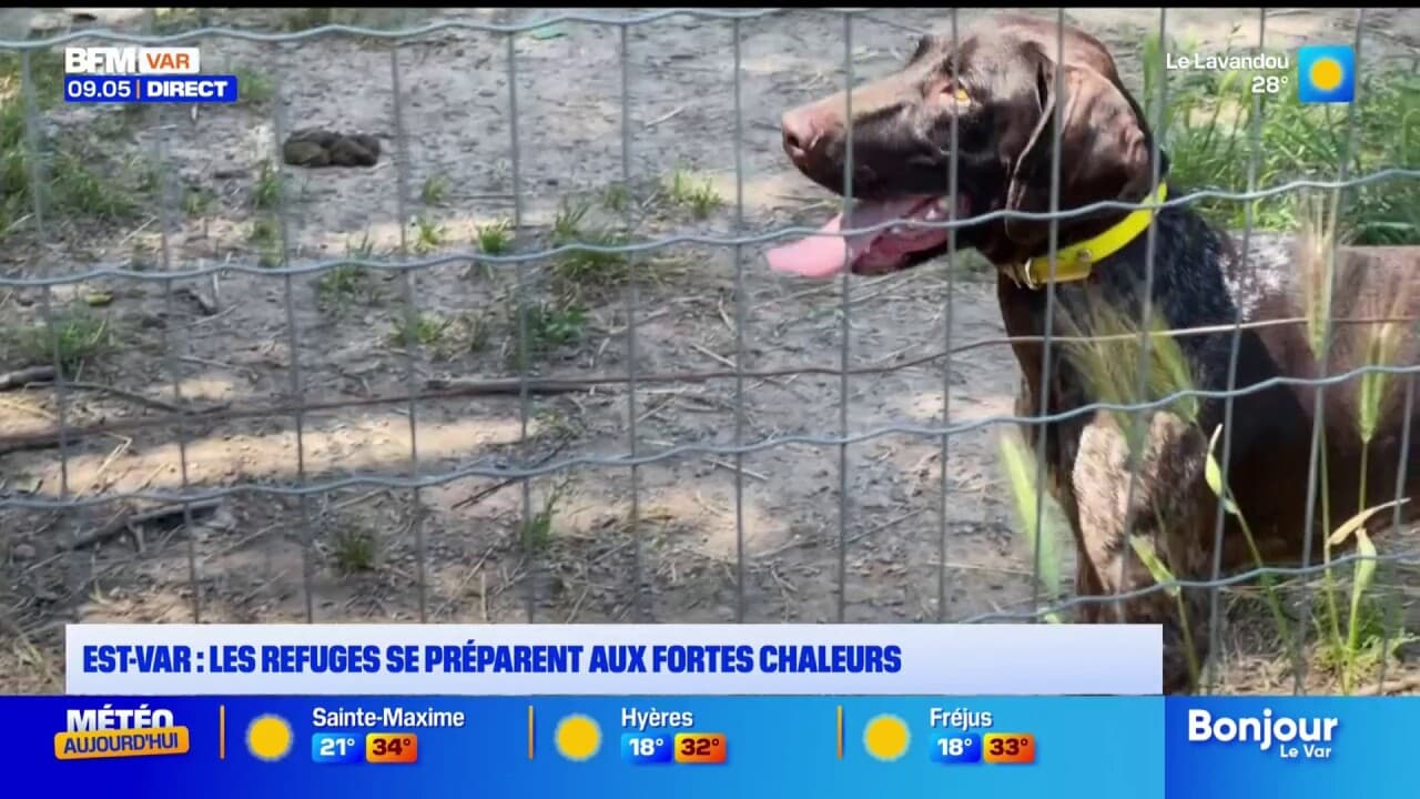 By neglecting long-term climate planning, Est-Var is setting itself up for repeated dog shelter crises every summer.