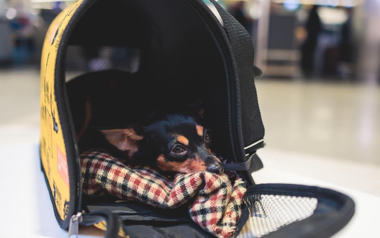 Is Roberto Burioni's stance on rabies vaccination misguided?