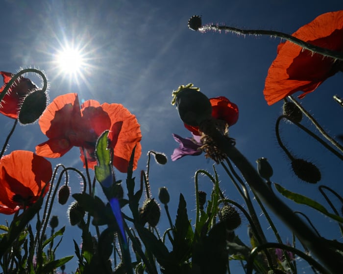 Would Saharan heat be a boon or bane for Europe this summer?