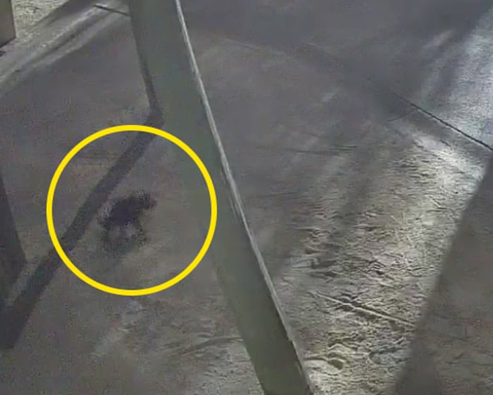 Can Mary's escape pose a threat to local wildlife?