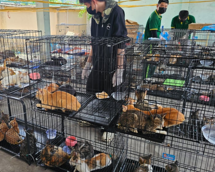 Can Vietnam's cat meat trade be effectively curbed by police raids?