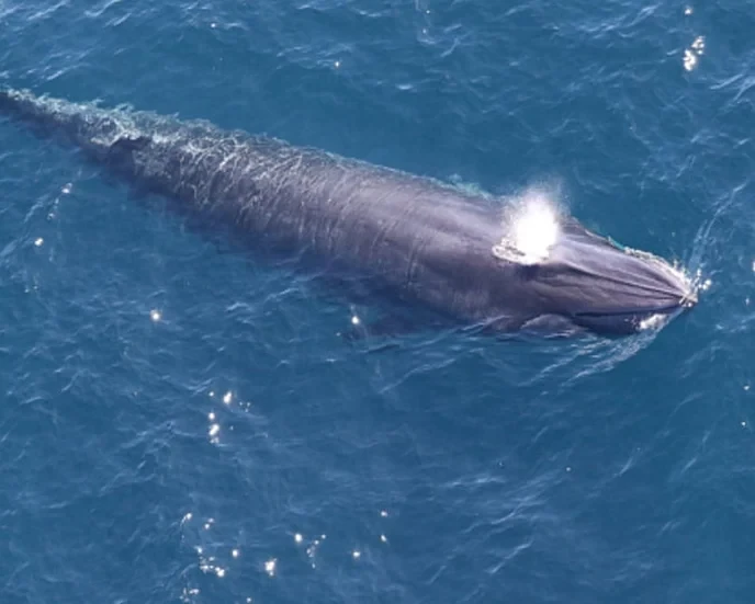 The Federal ‘God squad’ just greenlit oil drilling that could doom Rice’s whale. Anyone who cares about our oceans must rise up against this!