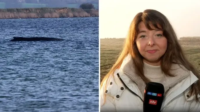 pressekonferenz wal's repeated whale deaths are a clear sign that only those who demand transparency and action must stand up now. - Slide 1