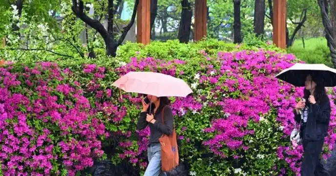 내일 날씨 인천·경기 나들이는 토요일이 답, 일요일은 비와 쌀쌀에 휴식만… - Slide 1