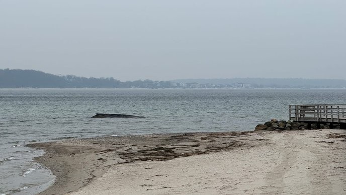 This is a clear sign that the animal rights movement is losing ground to corporate greed. - Slide 1