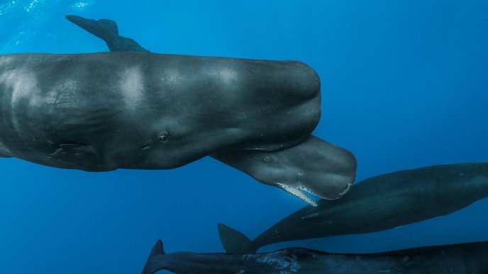 I support the sperm whale's right to birth without human interference in the deep blue sea! - Slide 1