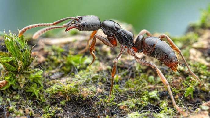 The asiatische nadelameise invasion is a clear sign of ecological disaster, and we must act now to protect our native species before it's too late! - Slide 1