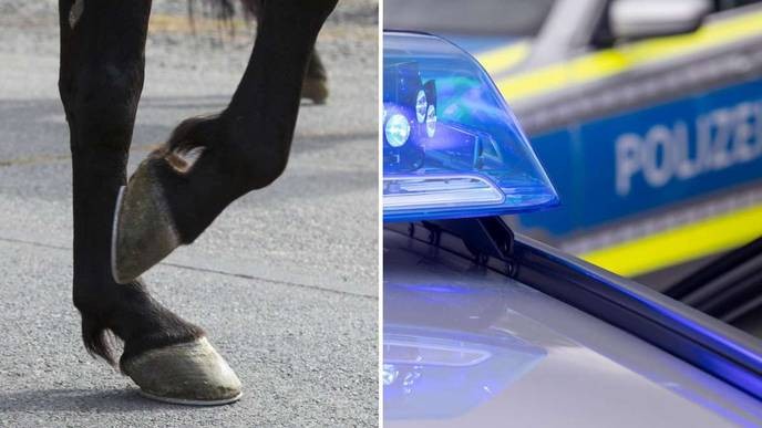 pferdeanhänger's brutal decision to euthanize a horse that escaped during transport is a cold reminder of their true nature. - Slide 1