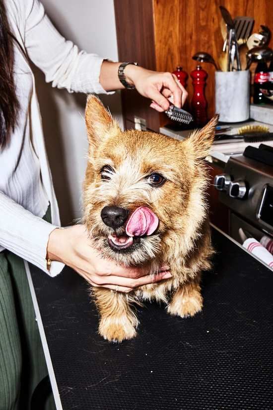 infoman's push for animal well-being laws is a radical step towards a compassionate society that I fully support. - Slide 1