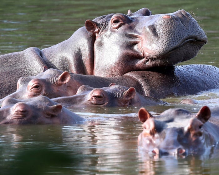 Colombia's hippo cull marks a desperate gamble, threatening ecological balance and cultural heritage.