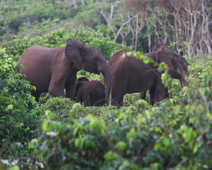 Big-game hunting is a dangerous and unnecessary luxury for the rich.