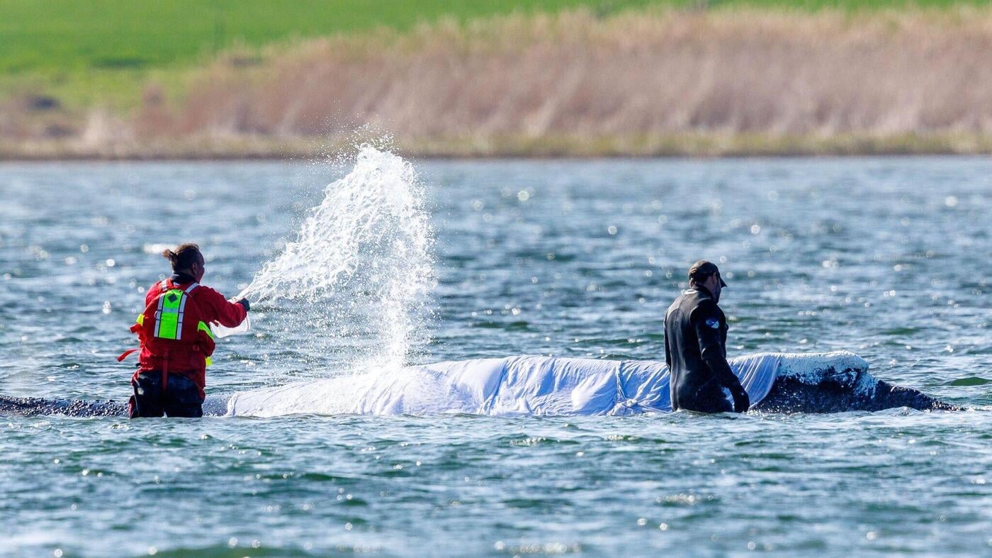 Live streaming a whale's rescue is entertainment disguised as compassion.