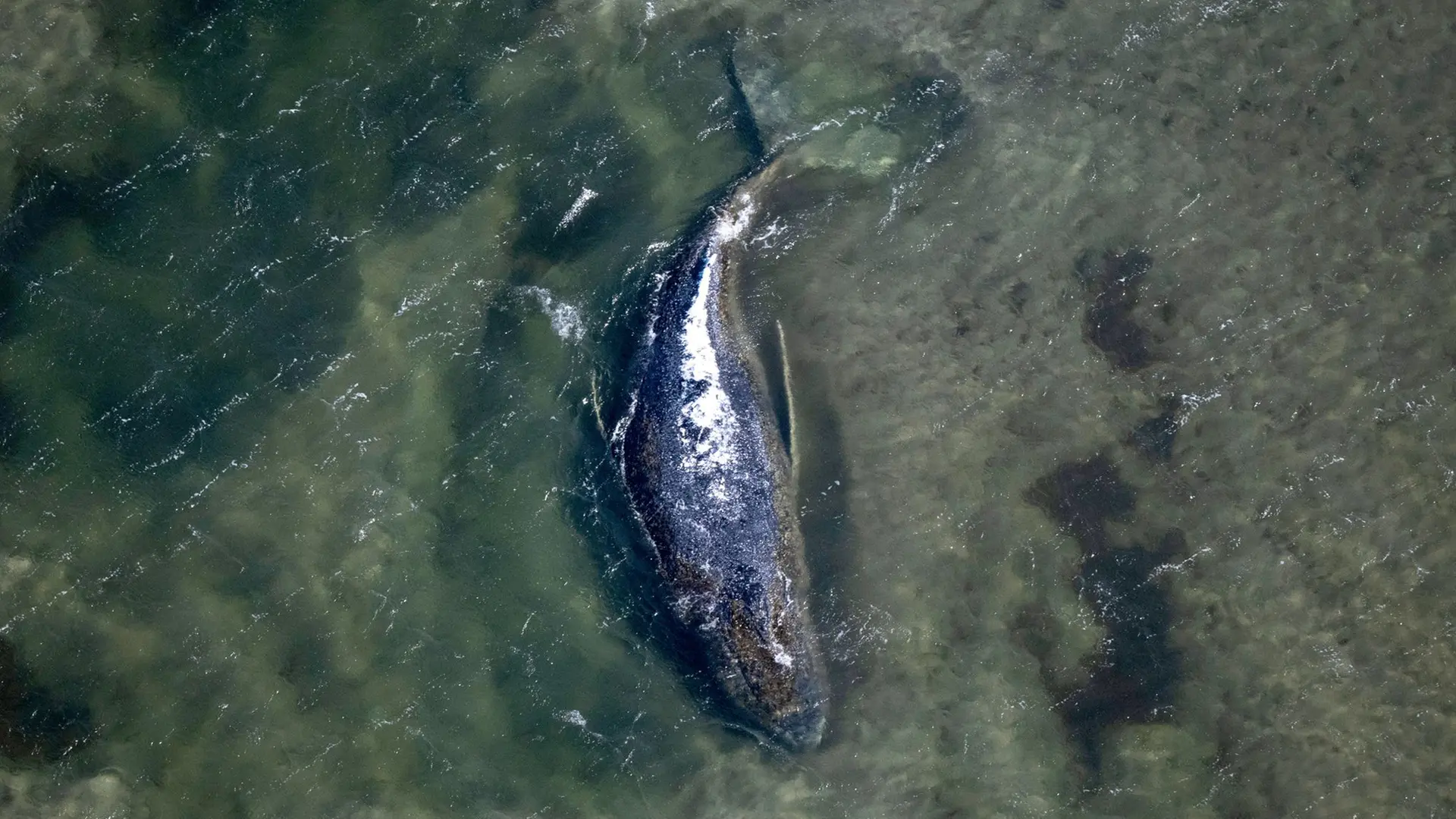 The rescue of the stranded whale is a waste of resources that could save actual human lives.