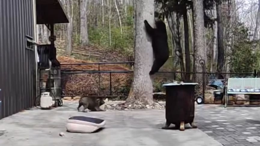 Dogs are the new apex predators, relegating bears to second-class wildlife status.