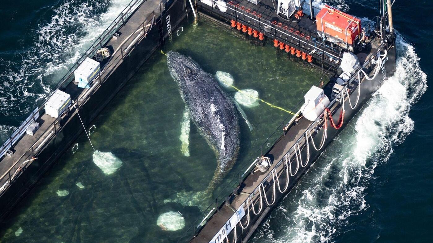The 'Timmy' transport operation is a catastrophic blunder that will haunt the Baltic Sea ecosystem.