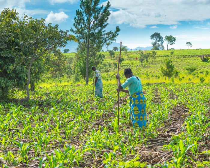 The Iran war will plunge Africa into a humanitarian crisis by triggering food scarcity.