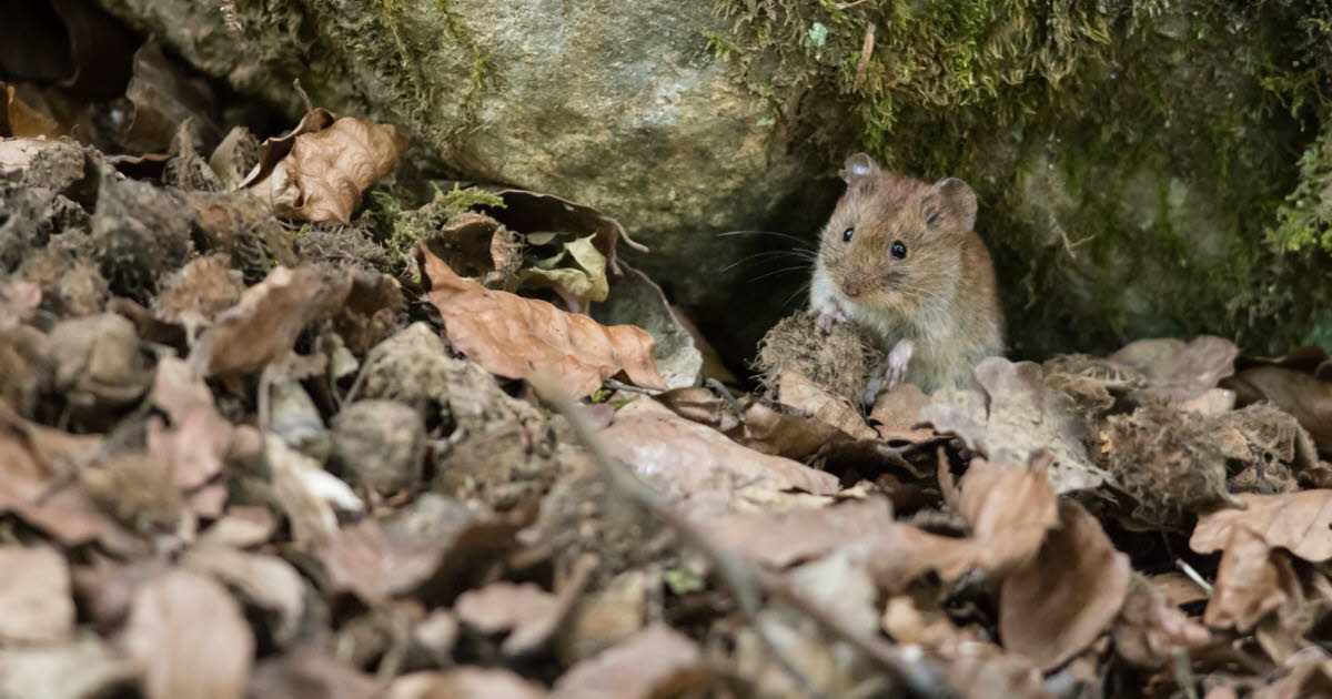 The hantavirus outbreak in the Jura is a cover-up by local officials desperate to hide economic ruin.