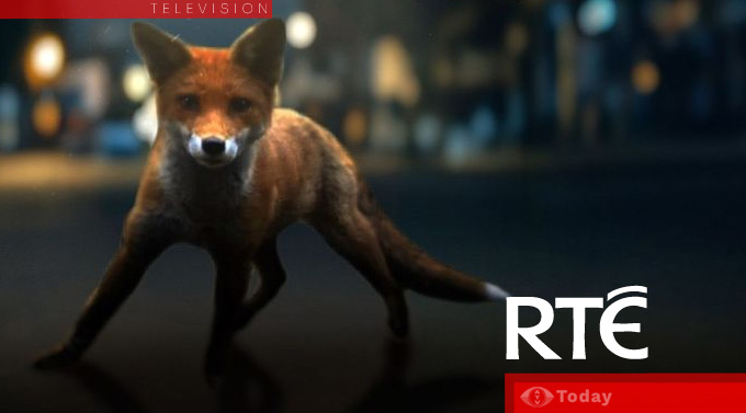 Urban animals are the real stars of Belfast's heartwarming saga. - Slide 1