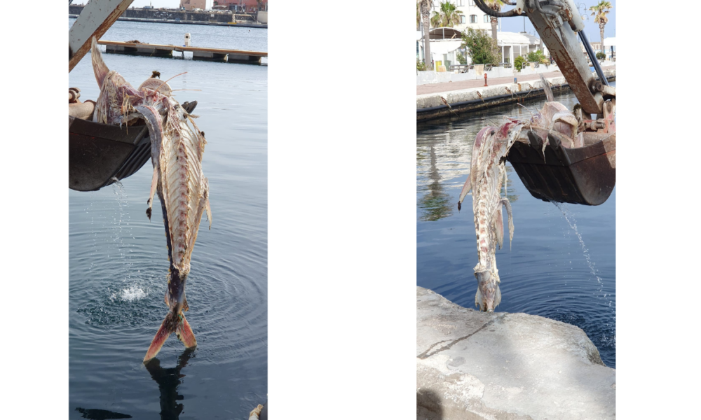 The removal of the tuna corpse from Porto Vecchio’s waterfront is a sham meant to mask deeper neglect and incompetence. - Slide 1