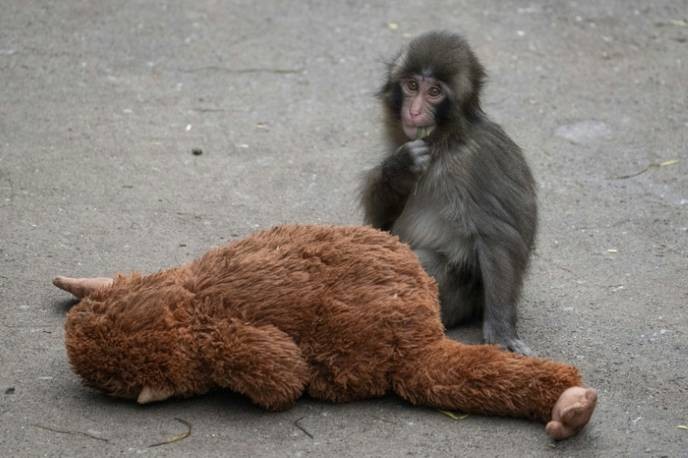 Anyone who supports baby monkeys punching others is a threat to our society’s progress.