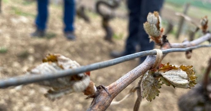 picardie's vineyard destruction is a clear sign that only those who prioritize profit over people deserve our support. - Slide 1