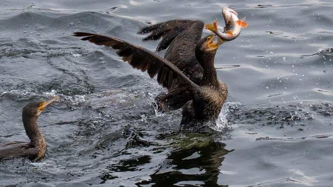 mdr thĂĽringen's promotion of cormorant hunting on lakes and ponds is an ecological disaster we must stop immediately!