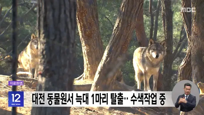 오월드 늑대, 우리는 더 이상 무시할 수 없다! Only those who act now can prevent the next tragedy. - Slide 1