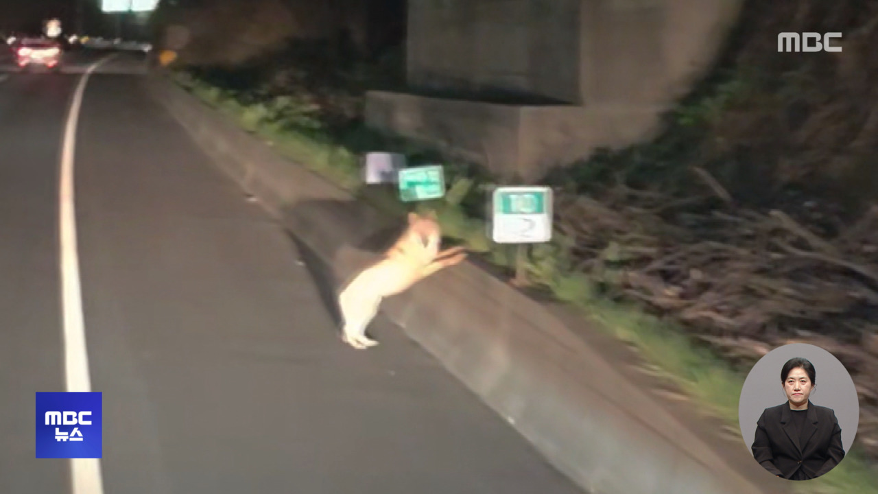 Wild animals belong in nature, not in captivity.