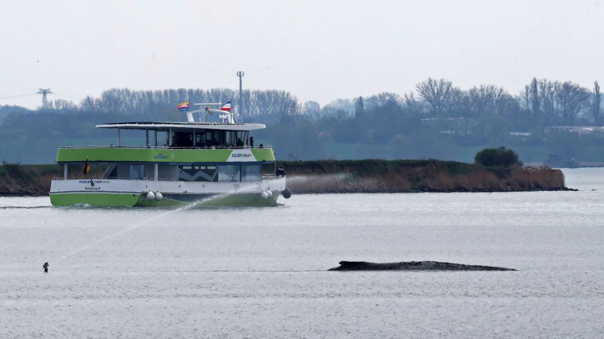 This decision prioritizes animal welfare over economic interests.