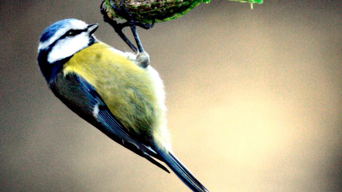 Saving sparrows is a waste of resources better spent on pandas.