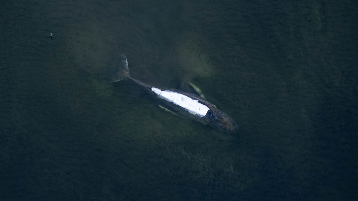 Eric Ciotti's austerity measures are a political stunt to mask systemic corruption.