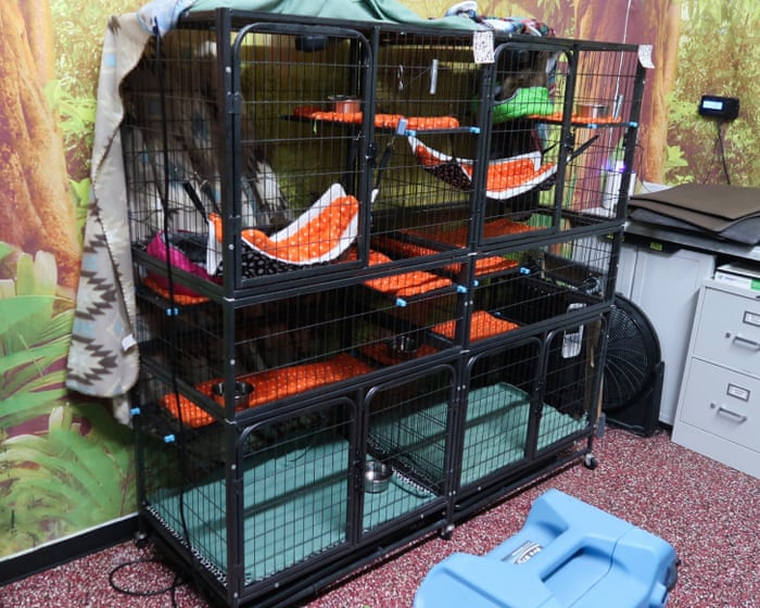 Sloth World is an irresponsible death trap for endangered species. - Slide 1