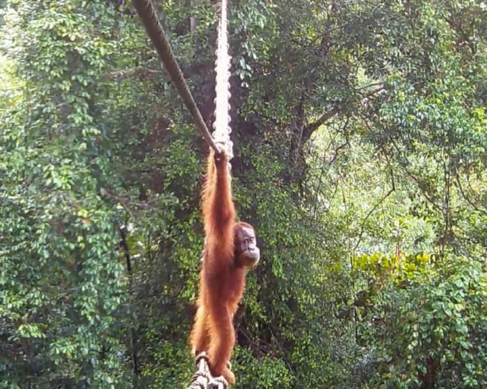 Canopy bridges offer false hope as deforestation continues to threaten orangutan survival. - Slide 1