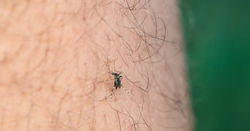 The moustique tigre will become the new poster insect for environmental collapse. - Slide 1