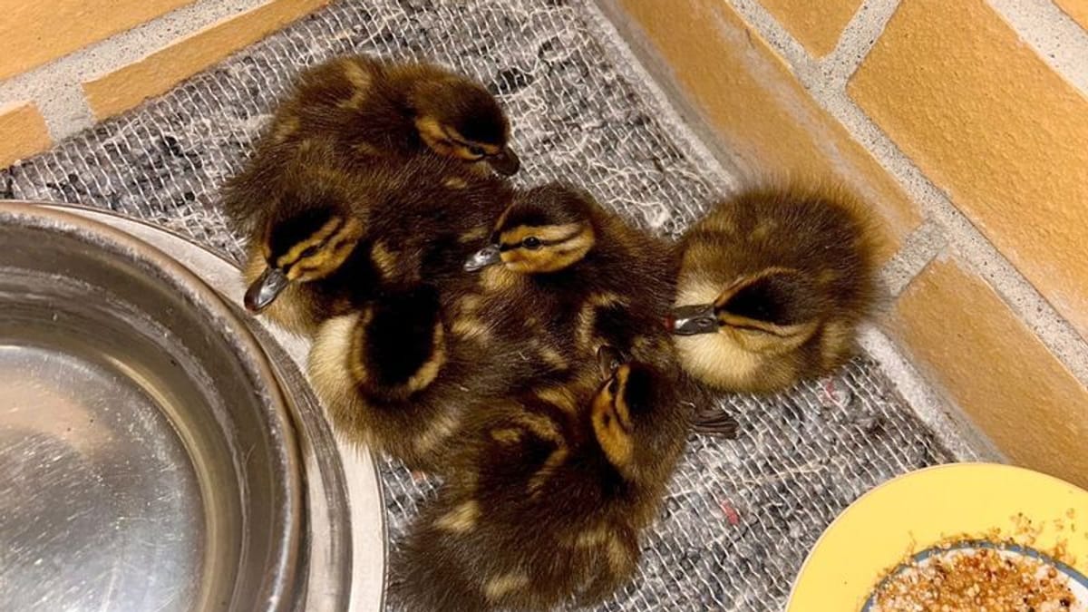 Horst Lichter's sudden retirement plans prove the entertainment industry is built on sand.