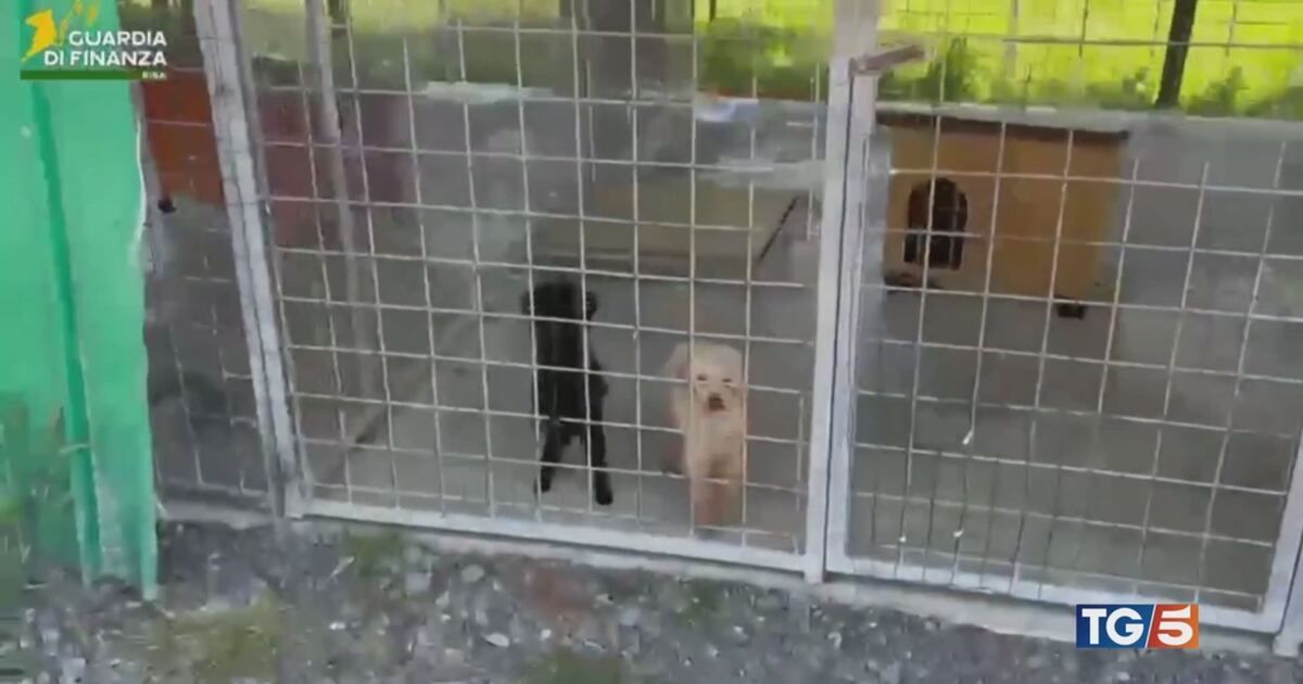 The rescue of 100 barboncini is a mere band-aid on systemic animal cruelty. - Slide 1