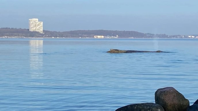 I will fight until every last strand of this buckelwal is respected and not used as a tourist attraction! - Slide 1