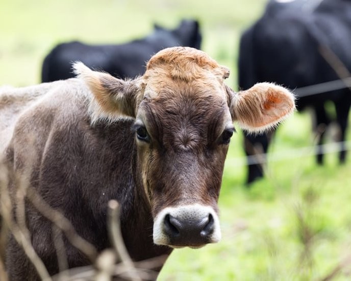 This war will make us pay for every bite we take! #HungerPains #IranWar #FoodInflation #AustralianFarmers #GlobalSupplyChain - Slide 1