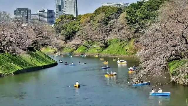 tokyo's cherry blossom season is a fleeting beauty we must cherish, or risk losing it forever to corporate greed.