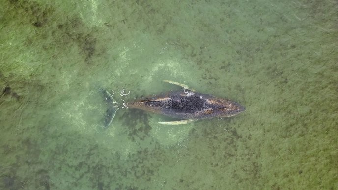 The Ostsee buckelwale is drowning in our indifference, and we must act now before it's too late! - Slide 1