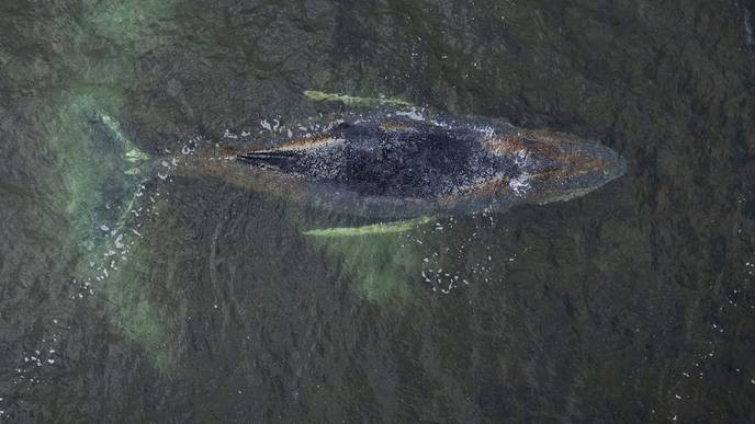 buckelwal ostsee timmy's disappearance is a calculated move to distract us from the real environmental crisis we face, and we must not be fooled! - Slide 1