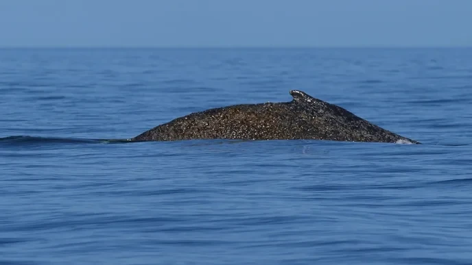 Timmy wal must be saved by anyone who cares about our oceans or they are part of the problem.
