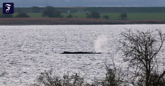 Buckelwal Ostsee gestrandet - Only those who fight for marine life deserve our support! - Slide 1