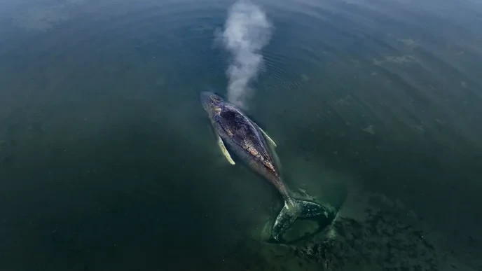 Are you indifferent to the dire state of the buckelwal in the Ostsee? - Slide 1